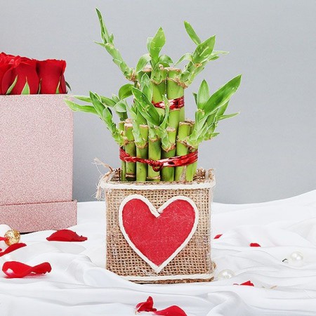 Lucky Bamboo